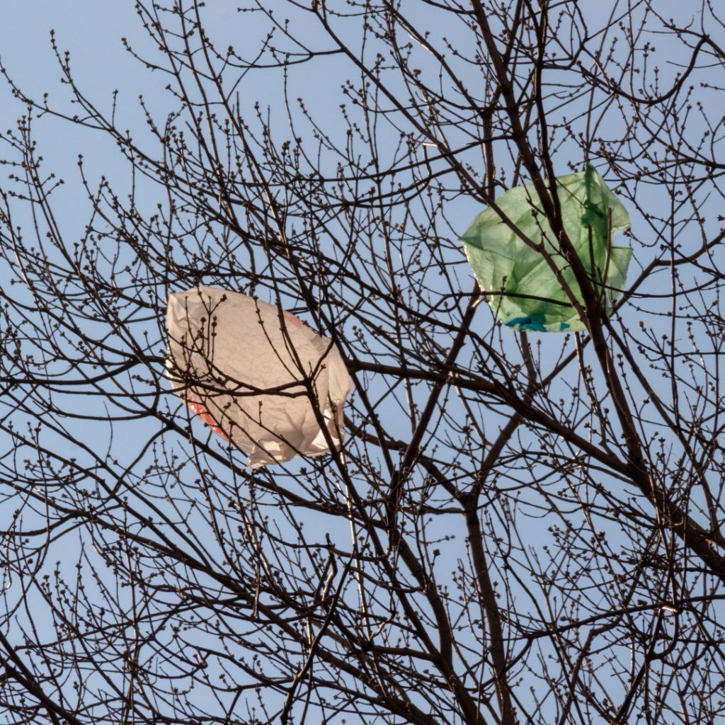 bag in tree